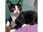 Adopt Kevin a All Black Domestic Shorthair / Mixed cat in Gibsonia