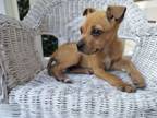 Adopt Fergie a Terrier, Mixed Breed