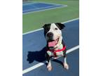 Adopt Webster a White - with Black Pit Bull Terrier / Mixed dog in St.