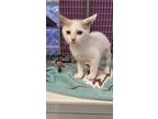 Adopt Fudge a White American Shorthair / Mixed cat in El Paso, TX (38921776)