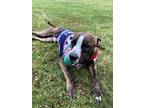 Adopt Dude a American Staffordshire Terrier / Mixed dog in Grand Rapids