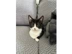 Adopt Kitten: Osmosis a Domestic Shorthair / Mixed cat in Columbia