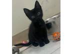 Adopt Phoenix a Domestic Shorthair / Mixed cat in Osage Beach, MO (39044625)