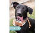 Adopt Desmond a Labrador Retriever / Mixed dog in Lancaster, OH (39151940)