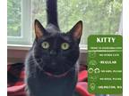 Adopt Kitty a All Black Domestic Shorthair cat in Arlington, WA (39151988)