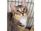 Adopt LUIGI a Brown Tabby Domestic Shorthair / Mixed (short coat) cat in