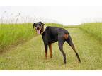 Adopt KaiJah a Black - with Tan, Yellow or Fawn Doberman Pinscher / Mixed dog in