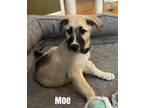 Adopt Moe a Tricolor (Tan/Brown & Black & White) Anatolian Shepherd / Mixed dog