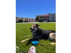 Adopt Koa a Black - with White German Shepherd Dog / Mixed dog in San Carlos