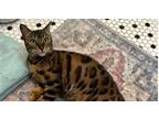 Adopt Cinnamon Raisin B a Bengal, Domestic Short Hair