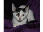 Adopt Salvatore a White (Mostly) Domestic Shorthair / Mixed (short coat) cat in