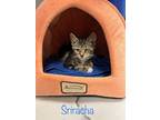 Adopt Sriracha a Brown Tabby Domestic Mediumhair / Mixed (medium coat) cat in