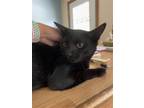 Adopt Darius a All Black Domestic Shorthair / Mixed (short coat) cat in
