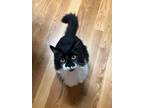 Adopt Jester Orchard a Black & White or Tuxedo Domestic Longhair / Mixed (long