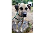 Adopt Winston a Tan/Yellow/Fawn Black Mouth Cur / Mixed dog in Gillsville
