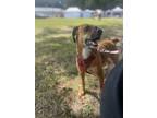 Adopt Reba a Brown/Chocolate - with White Feist dog in Gillsville, GA (39075187)