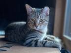 Adopt Nougat a Domestic Shorthair / Mixed (short coat) cat in Newnan