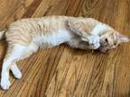 Adopt Trash Man a Orange or Red Domestic Shorthair / Mixed (short coat) cat in