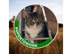 Adopt Country (working Cat) a Domestic Shorthair / Mixed cat in Birdsboro