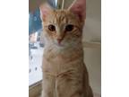 Adopt HOMIE a Orange or Red Tabby Domestic Shorthair (short coat) cat in