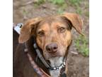 Adopt Iris a Brown/Chocolate Pointer / Mixed dog in Fort Collins, CO (38981195)
