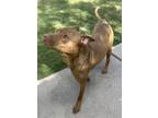 Adopt Toby a Red/Golden/Orange/Chestnut Pit Bull Terrier / Labrador Retriever /