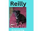 Adopt Reilly (Princess Diana pup 11) a Labrador Retriever