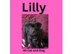 Adopt Lilly (Princess Diana pup 6) a Labrador Retriever