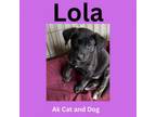 Adopt Lola (Princess Diana pup 5) a Labrador Retriever