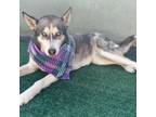 Adopt Dixie a Husky, Alaskan Malamute