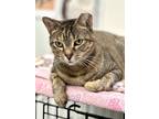Adopt Goldie a Domestic Shorthair / Mixed (short coat) cat in Cumberland