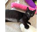 Adopt Blackberry a All Black Domestic Shorthair / Mixed cat in Washington