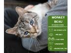 Adopt Monkey Beau a Cream or Ivory Domestic Shorthair cat in Arlington