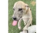 Adopt Dipper a Labrador Retriever / Mixed dog in Birmingham, AL (39043727)