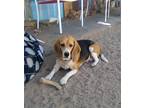 Adopt Charlie-ADOPTED 9/9/23 a Tricolor (Tan/Brown & Black & White) Beagle /