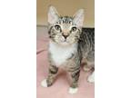 Adopt Treasure a Domestic Shorthair / Mixed cat in Lexington, KY (39021035)