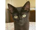 Adopt Nadine a Black (Mostly) Bombay (short coat) cat in Frederick