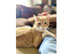 Adopt Jalapeno a Orange or Red (Mostly) Domestic Shorthair / Mixed cat in