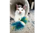 Adopt Calista a Calico or Dilute Calico Domestic Shorthair / Mixed cat in