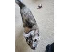 Adopt Roxy a Gray, Blue or Silver Tabby Domestic Shorthair / Mixed cat in