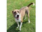 Adopt Dixie a Catahoula Leopard Dog / Hound (Unknown Type) / Mixed dog in Little
