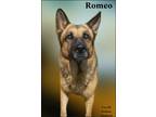 Adopt Romeo a German Shepherd Dog / Mixed dog in Nicholasville, KY (39150720)