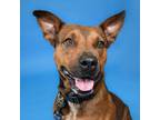Adopt Truffle a Brown/Chocolate Cattle Dog / Mixed dog in West Palm Beach