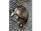 Adopt Taco a Brown Tabby American Shorthair / Mixed (short coat) cat in Spokane