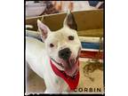 Adopt Corbin a White - with Black Mixed Breed (Medium) / Mixed dog in Flint