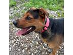 Adopt Harley - Take My Lead Dog a Brown/Chocolate - with White Rottweiler /