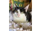 Adopt Polly a Black & White or Tuxedo Domestic Shorthair (short coat) cat in