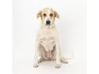 Adopt Gwen a White - with Tan, Yellow or Fawn Mixed Breed (Large) / Mixed dog in