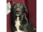Adopt Miley Heard a Labrador Retriever / Shepherd (Unknown Type) / Mixed dog in