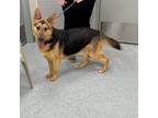 Adopt GCG-Stray-gc320(Suzie) a German Shepherd Dog